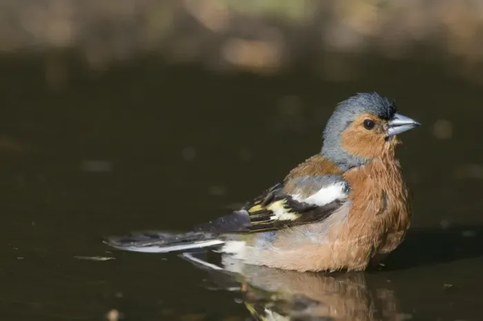 Framed Print : Chaffinch Fringilla coelebs male bathing in puddle Norfolk spring Framed Print : Chaffinch Fringilla coelebs male bathing in puddle Norfolk spring