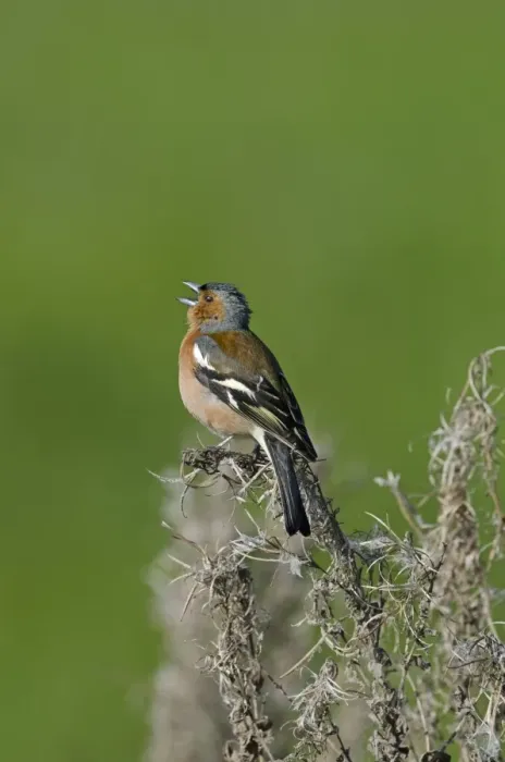 Framed Print : Chaffinch Fringilla coelebs male in song Norfolk spring Framed Print : Chaffinch Fringilla coelebs male in song Norfolk spring