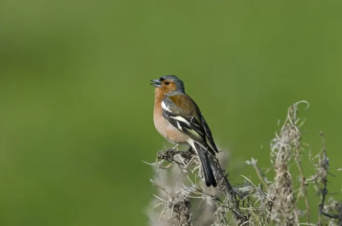 Framed Print : Chaffinch Fringilla coelebs male in song Norfolk spring Framed Print : Chaffinch Fringilla coelebs male in song Norfolk spring