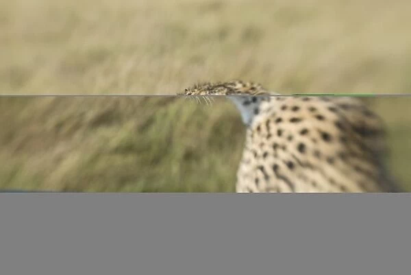 Cheetah Acionyx jubatus Masai Mara Kenya