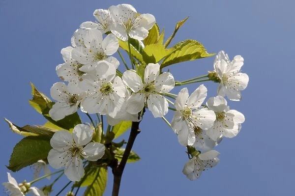 Cherry blossom Kent spring