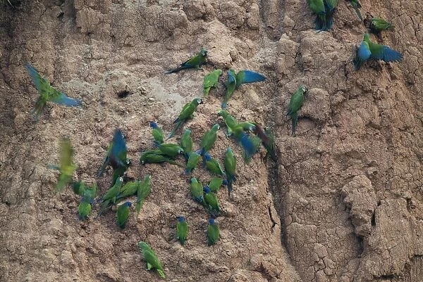 Chestnut-fronted Macaws (Ara severa) and Blue-headed Parrots at clay lick Tambopata