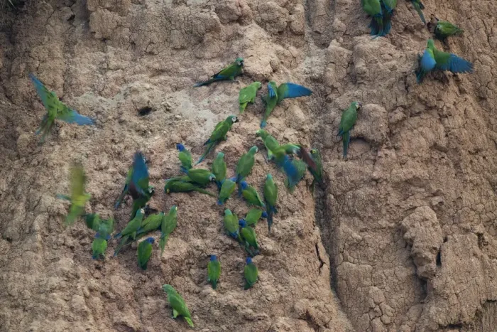Framed Print : Chestnut-fronted Macaws (Ara severa) and Blue-headed Parrots at clay lick Tambopata Framed Print : Chestnut-fronted Macaws (Ara severa) and Blue-headed Parrots at clay lick Tambopata