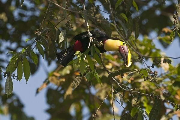 Chestnut-mandibled Toucan Ramphastos swainsonii La Selva Costa Rica
