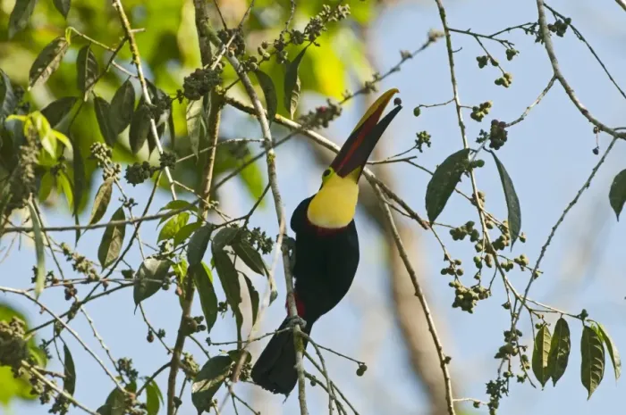 Framed Print : Chestnut-mandibled Toucan Ramphastos swainsonii La Selva Costa Rica Framed Print : Chestnut-mandibled Toucan Ramphastos swainsonii La Selva Costa Rica