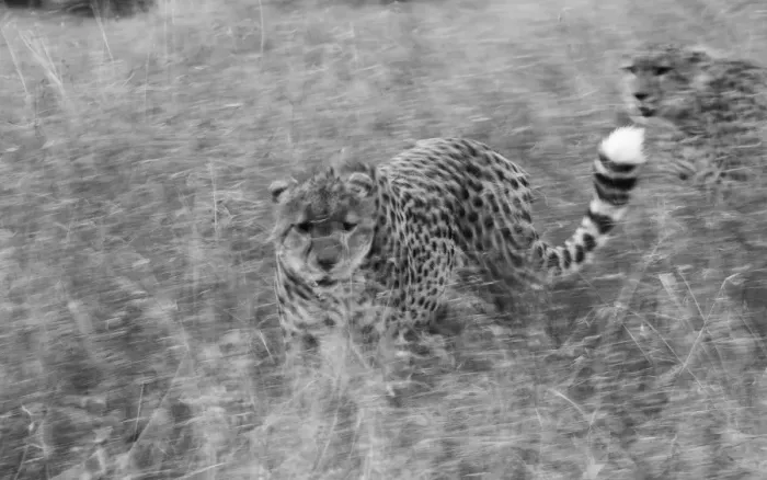 Framed Print : Chhetah Acinonyx jubatus Masai Mara Kenya Framed Print : Chhetah Acinonyx jubatus Masai Mara Kenya