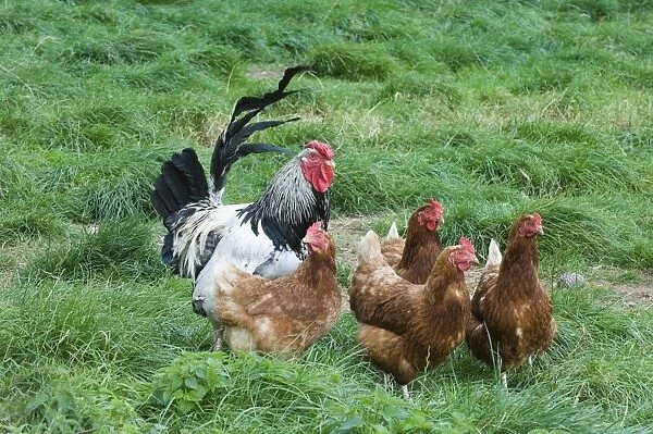 Chickens - Light Sussex cockerel and hens on free range egg farm Cornwall