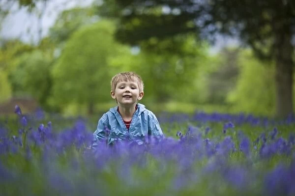 Child playing among Bluebells Norfolk May