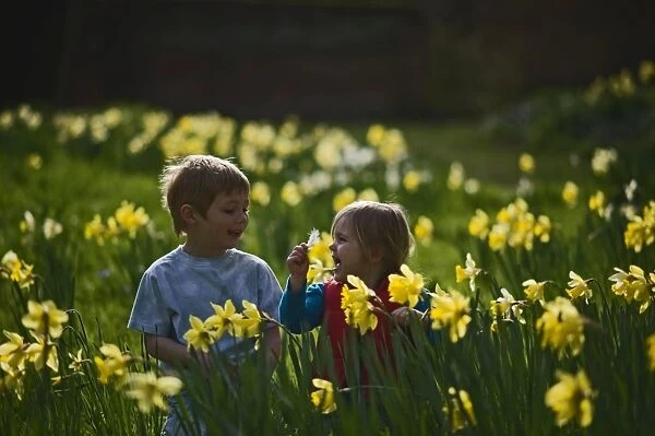 Children playing among daffodils in spring Norfolk UK Model Released