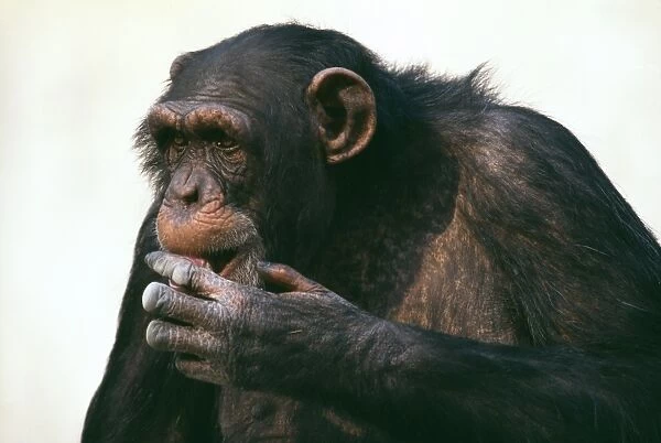 Chimpanzee, old individual in zoo