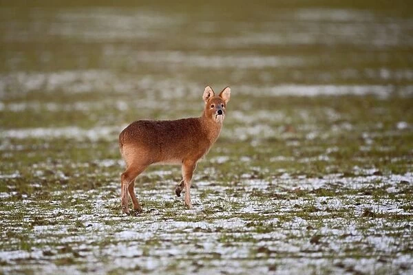 chinese water deer deer hydropotes inermis mammal