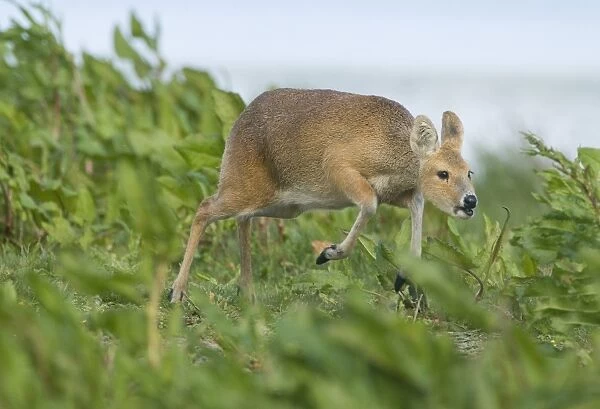 Chinese Water Deer Hydropotes intermis Cley Norfolk April