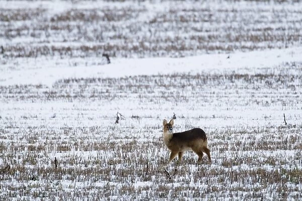Chinese Water Deer on snow covered stubblle field Yare Valley Norfolk winter