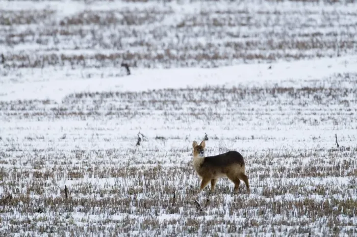 Framed Print : Chinese Water Deer on snow covered stubblle field Yare Valley Norfolk winter Framed Print : Chinese Water Deer on snow covered stubblle field Yare Valley Norfolk winter
