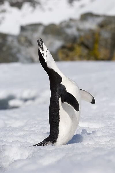 Chinstrap Penguin calling Half Moon Island Antarctica