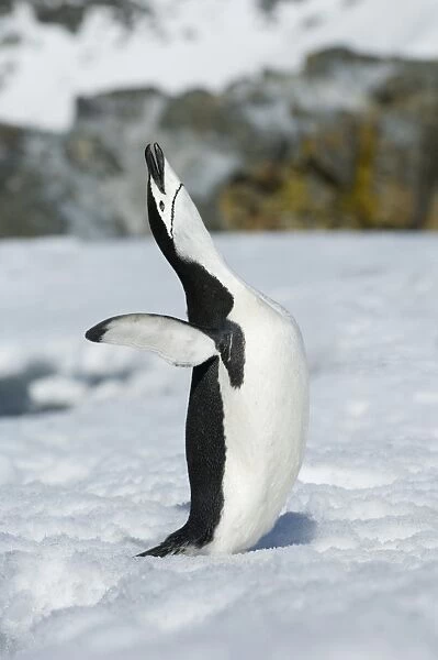 Chinstrap Penguin Pygoscelis antarctica calling in courtship display Half Moon Island