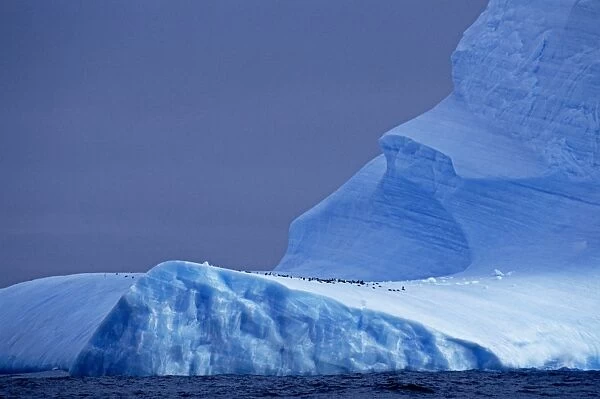 Chinstrap Penguins on blue iceberg, Antarctica