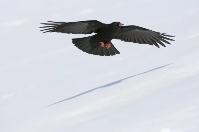 Framed Print : Chough Pyrrhocorax pyrrhocorax N Wales winter