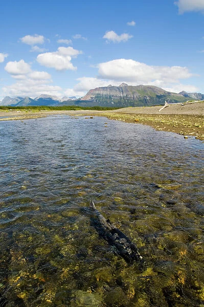 Chum Salmon swimming up coastal creek Katmai Alaska North America