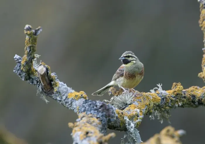 Framed Print : Cirl Bunting male Spain spring Framed Print : Cirl Bunting male Spain spring