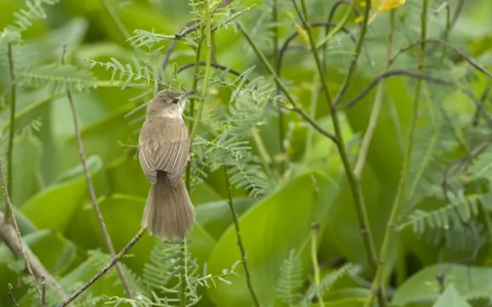 Framed Print : Clamorous Reed Warbler Acrocephalus stentoreus Candaba Marsh Luzon Philippines Framed Print : Clamorous Reed Warbler Acrocephalus stentoreus Candaba Marsh Luzon Philippines