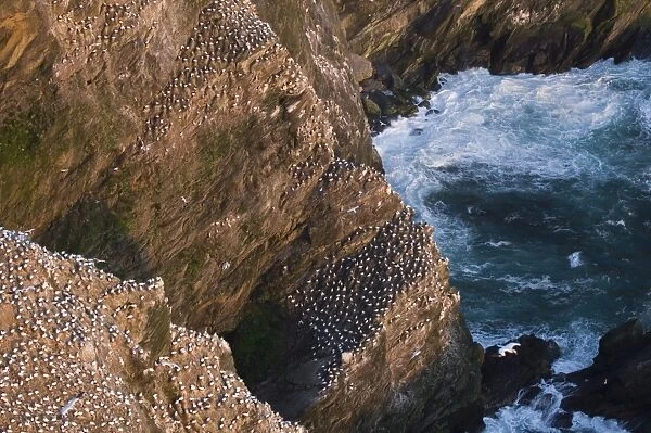 Cliffs and Gannet colony at Hermaness NNR Unst Shetland summer