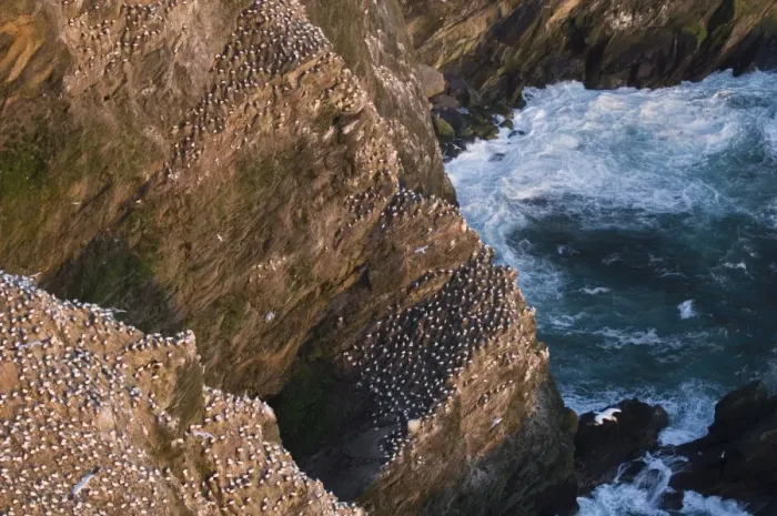 Framed Print : Cliffs and Gannet colony at Hermaness NNR Unst Shetland summer Framed Print : Cliffs and Gannet colony at Hermaness NNR Unst Shetland summer