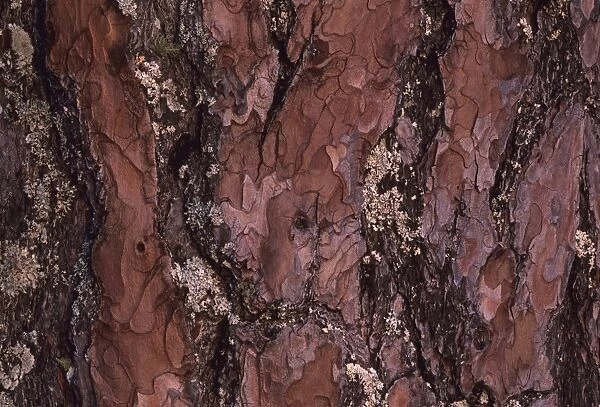 Close up of bark of Scots Pine Abernethy Scotland