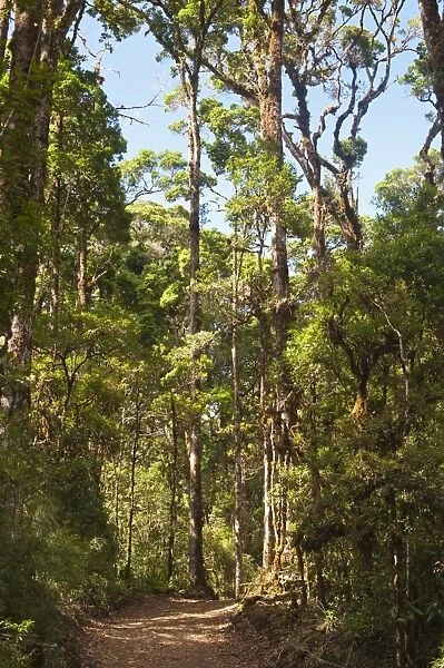 Cloud Forest where Resplendent Quetzels nesting at Savegre Costa Rica