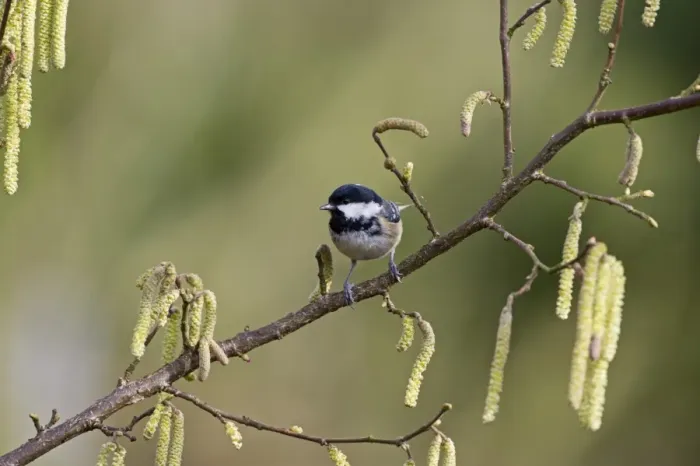 Framed Print : Coal Tit Norfolk spring Framed Print : Coal Tit Norfolk spring