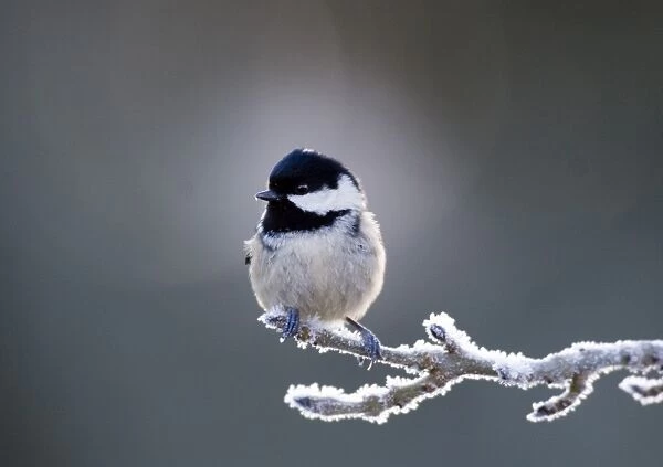 Coal Tit Parus ater in frost Scotland winter