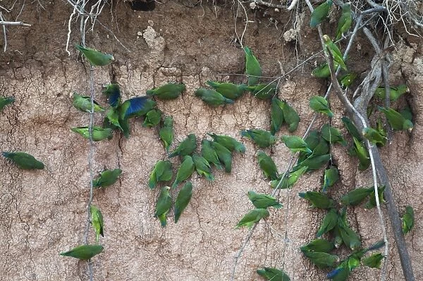 Cobalt-winged Parakeet Brotogeris cyanoptera at river bank clay lick Tambopta Amazon Peru