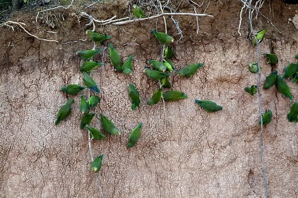 Cobalt-winged Parakeets Brotogeris cyanoptera at clay lick on Tambopata River Peruvian