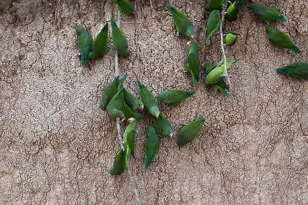 Cobalt-winged Parakeets Brotogeris cyanoptera at clay lick on Tambopata River Peruvian