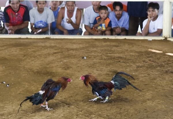 Cock-fight at Narra on Palawan Philippines