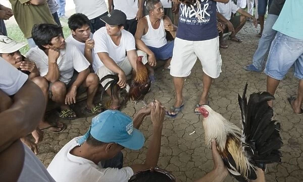 Cock-fight at Narra on Palawan Philippines - in the matching shed