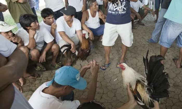 Framed Print : Cock-fight at Narra on Palawan Philippines - in the matching shed Framed Print : Cock-fight at Narra on Palawan Philippines - in the matching shed