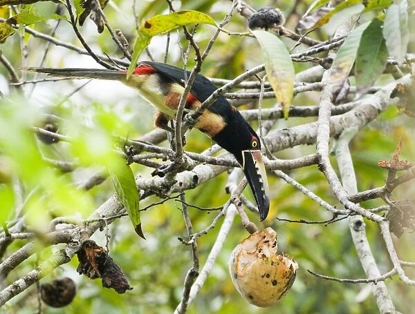 Collared Aracari Pteroglossus t. torquatus feeding in fruiting tree Tikal Guatemala