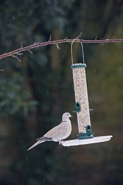 Collared Dove at garden feeder Norfolk winter