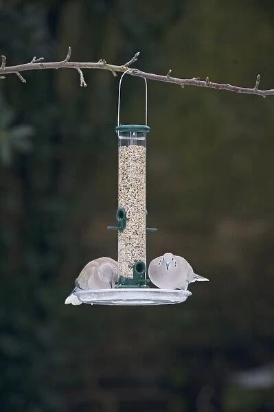 Collared Dove at garden feeder Norfolk winter