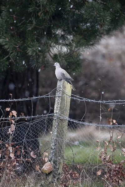 Collared Dove on garden fence Norfolk winter