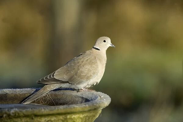 Collared Dove Streptopelia decaocto on bird bath in garden Kent winter