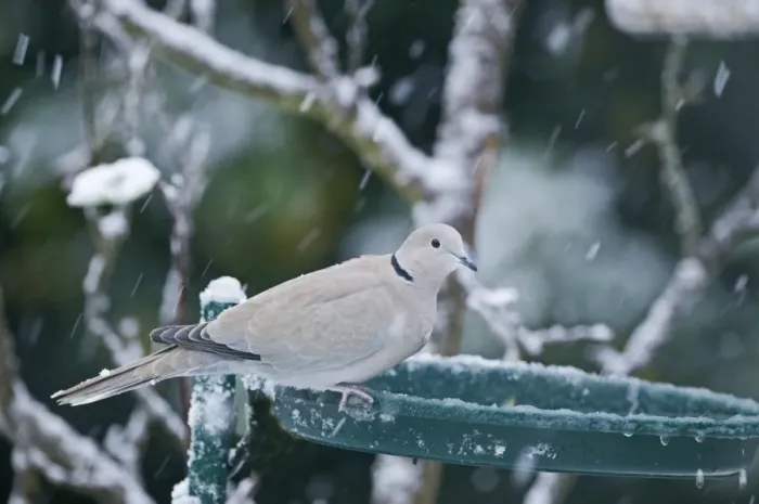 Framed Print : Collared Dove Streptopelia decaocto at bird bath in garden winter