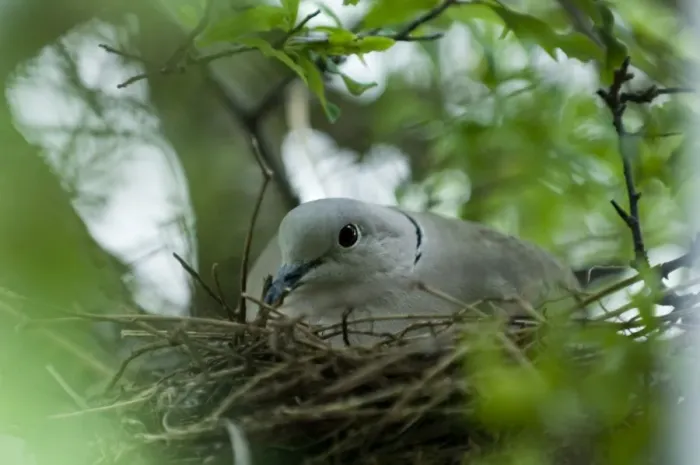 Framed Print : Collared Dove Streptopelia decaocto on nest in garden UK summer Framed Print : Collared Dove Streptopelia decaocto on nest in garden UK summer