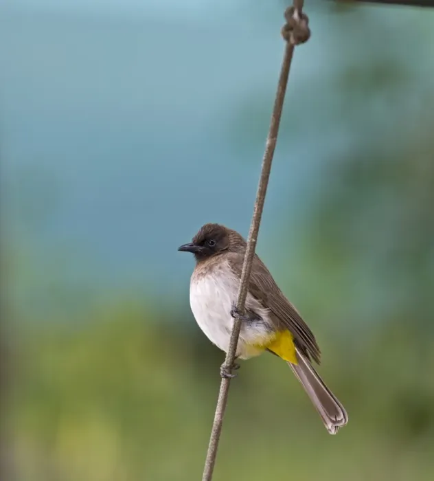 Framed Print : Common Bulbul Pycnonotus barbatus Masai Mara Kenya Framed Print : Common Bulbul Pycnonotus barbatus Masai Mara Kenya