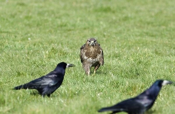 Common Buzzard Buteo buteo about to steal carrion from Rooks Wales spring