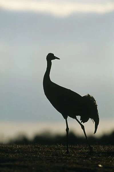 Common Crane Grus grus Norfolk May