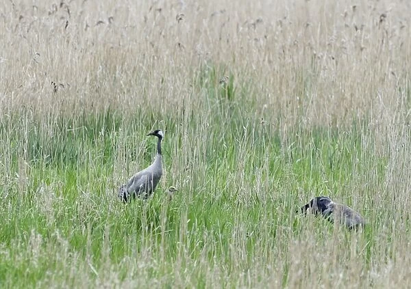 Common Crane Grus grus pair with chick at Lakenheath RSPB Reserve Suffolk May