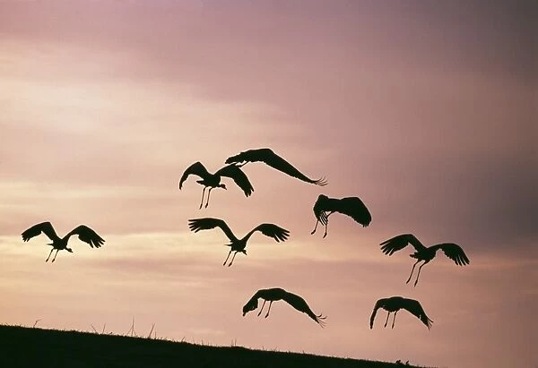 Common Cranes, Grus grus flying to roost, Hornsborga, Sweden, spring