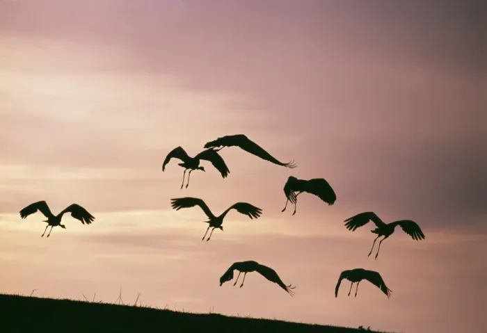 Framed Print : Common Cranes, Grus grus flying to roost, Hornsborga, Sweden, spring Framed Print : Common Cranes, Grus grus flying to roost, Hornsborga, Sweden, spring